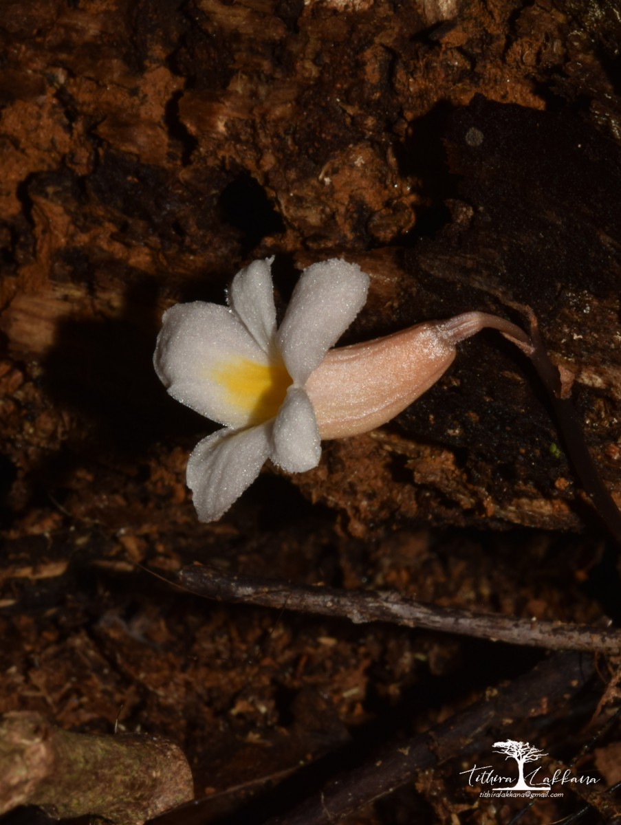 Gastrodia gunatillekeorum